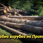 Масштабна вирубка на Прикарпатті: посадовці «Кутського лісгоспу» причетні до знищення понад 13 тисяч дерев. Укрінфопрес.