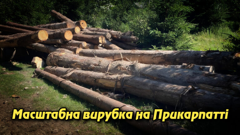 Масштабна вирубка на Прикарпатті: посадовці «Кутського лісгоспу» причетні до знищення понад 13 тисяч дерев. Укрінфопрес.